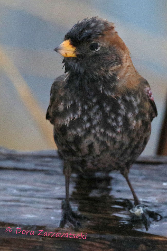 Asian Rosy Finch