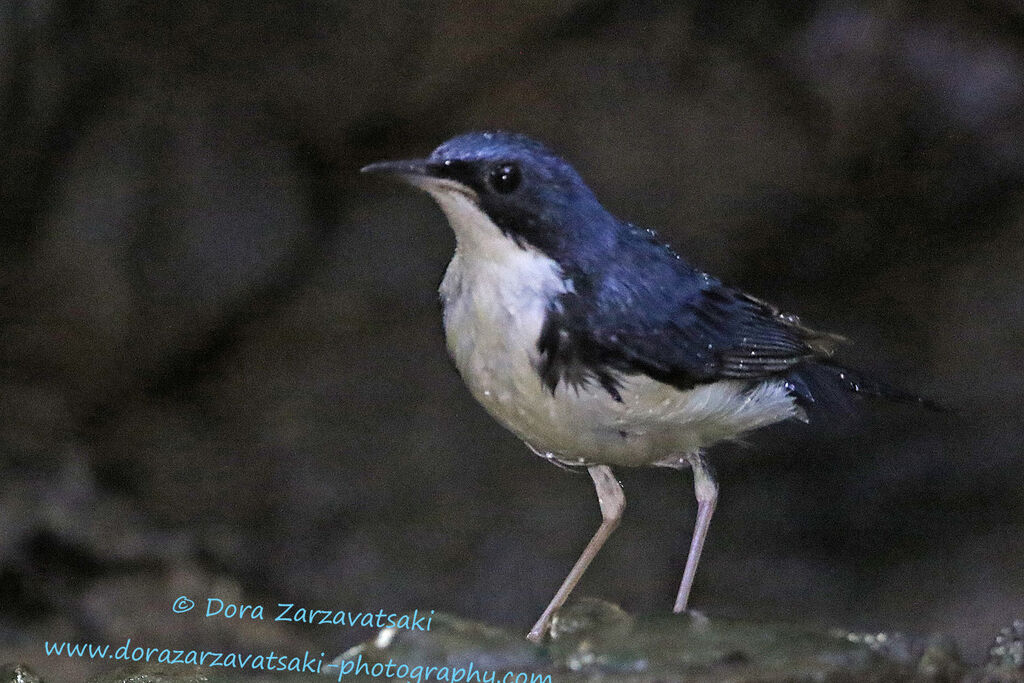 Siberian Blue Robin male adult, identification