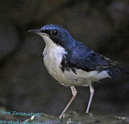 Siberian Blue Robin