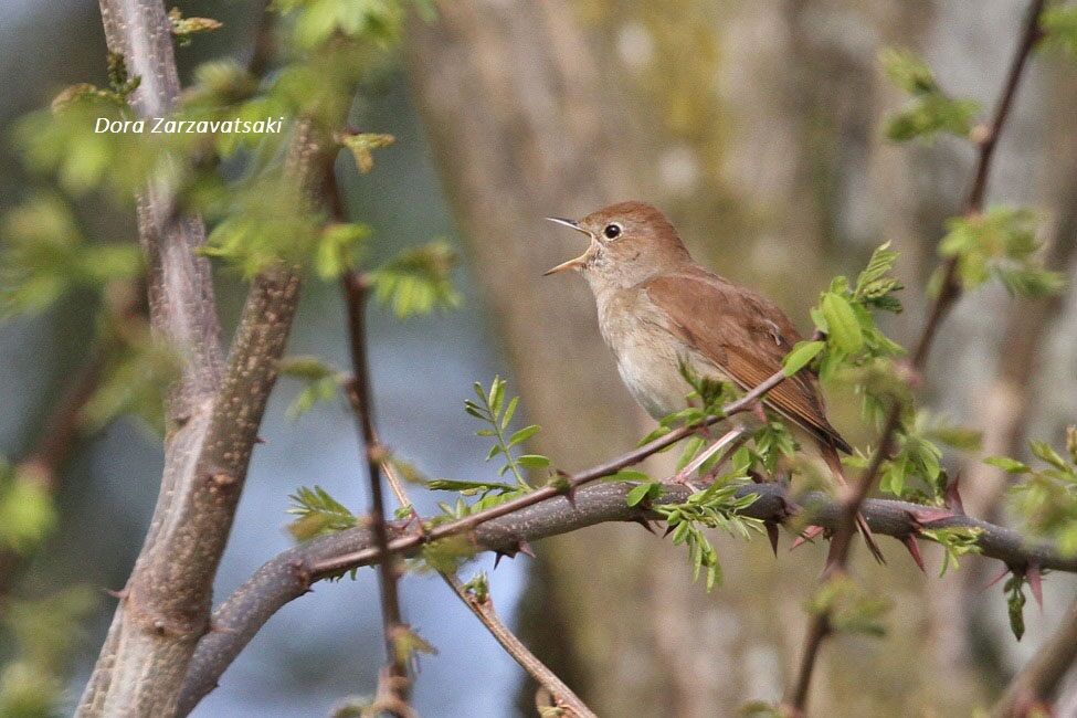 Common Nightingale