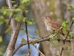 Common Nightingale