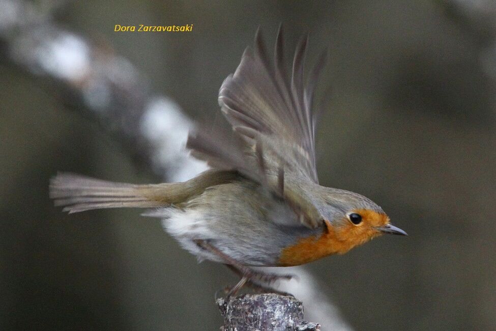 European Robin