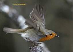 European Robin