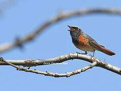 Common Redstart