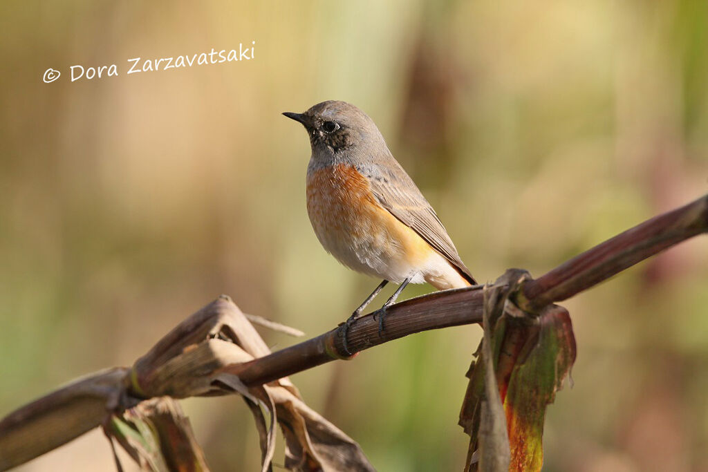 Common Redstart male First year