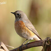 Common Redstart