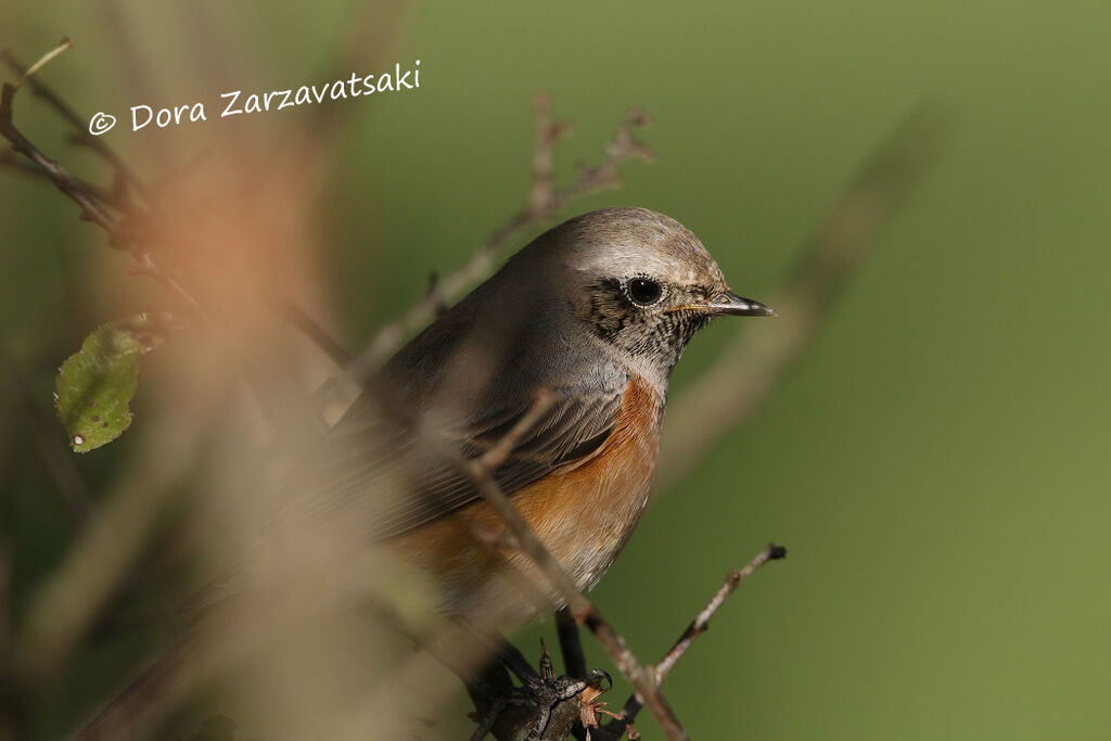 Common Redstart male First year