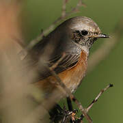 Common Redstart