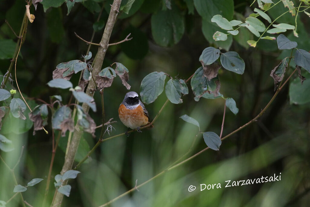 Common Redstart male adult