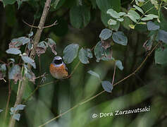 Common Redstart