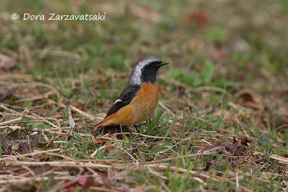 Daurian Redstart