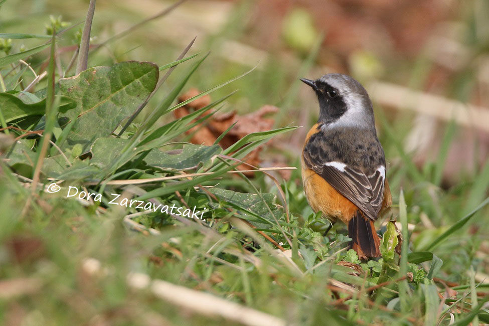 Daurian Redstart