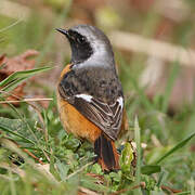 Daurian Redstart