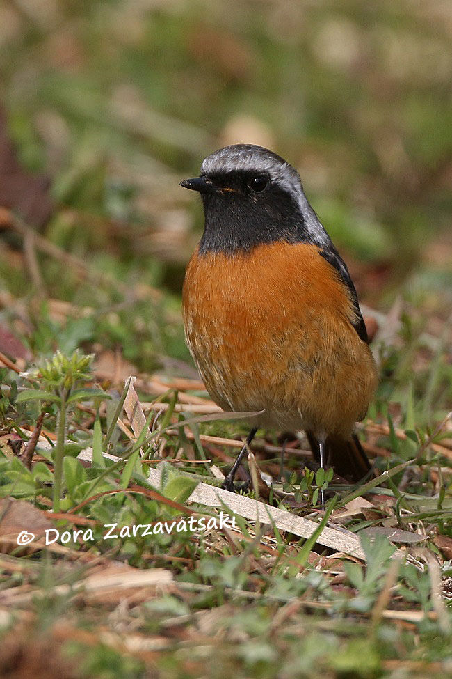 Daurian Redstart