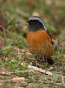 Daurian Redstart