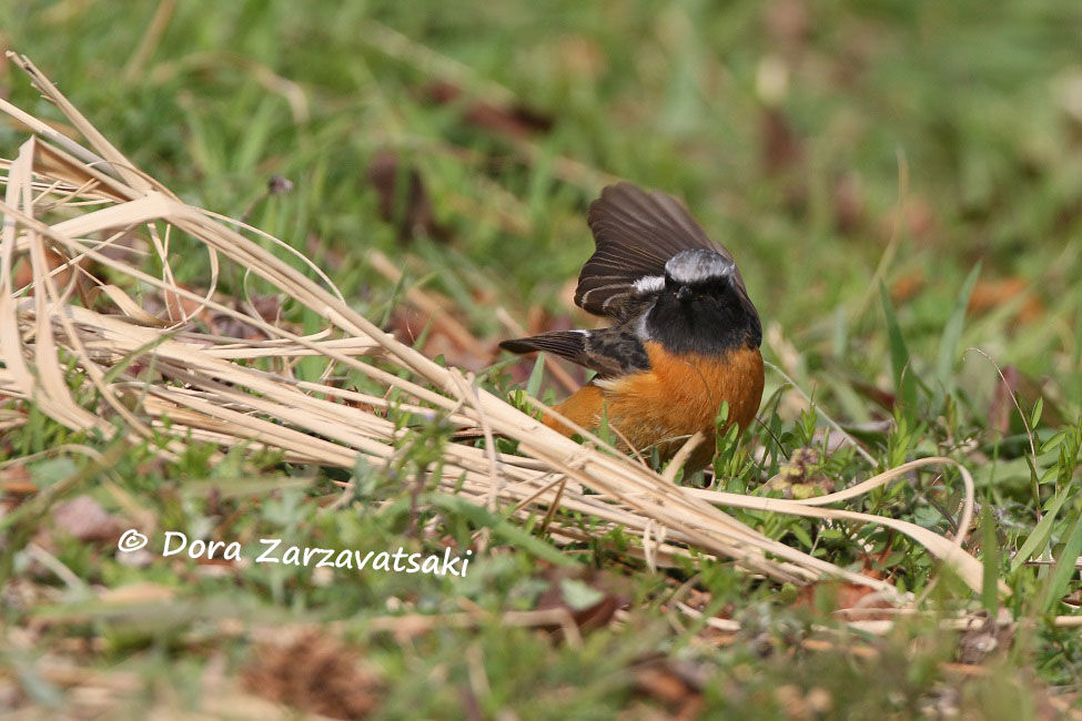 Daurian Redstart