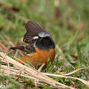 Daurian Redstart