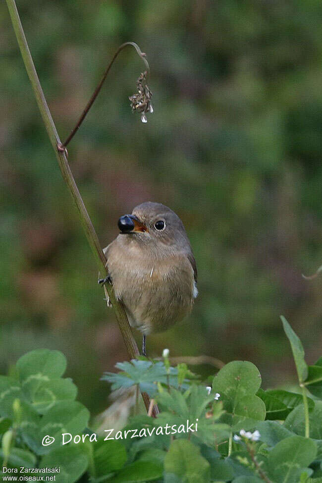 Rougequeue aurore femelle, régime