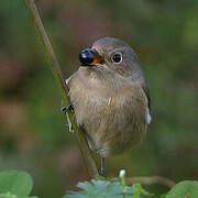 Daurian Redstart