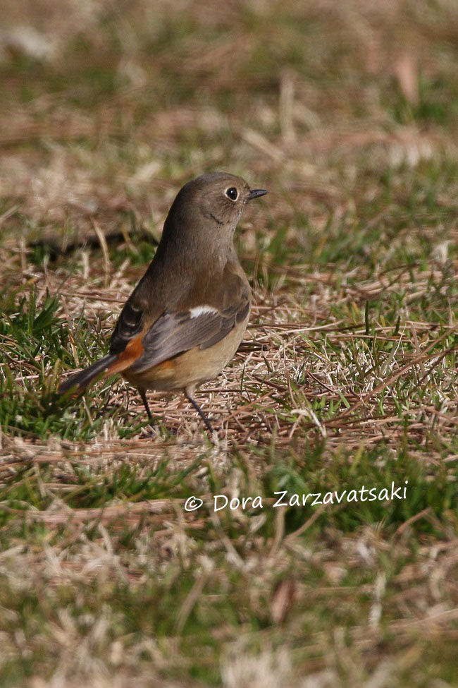 Daurian Redstart