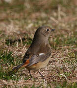 Daurian Redstart