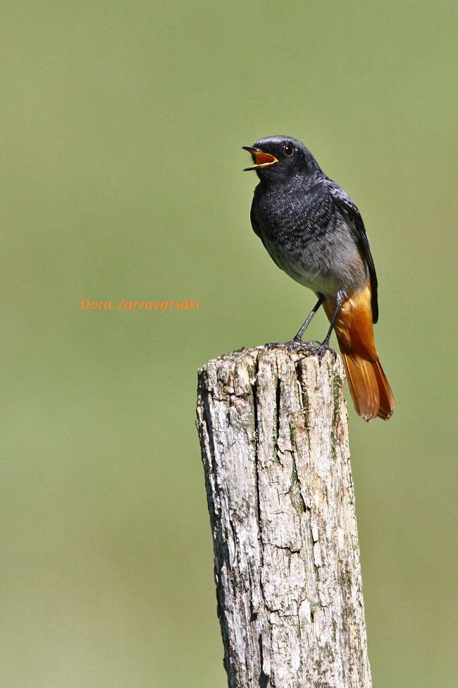 Black Redstart