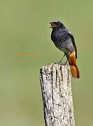 Black Redstart