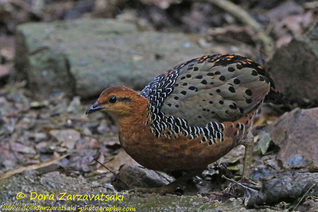 Rouloul ocelléadulte, identification