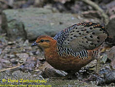 Ferruginous Partridge