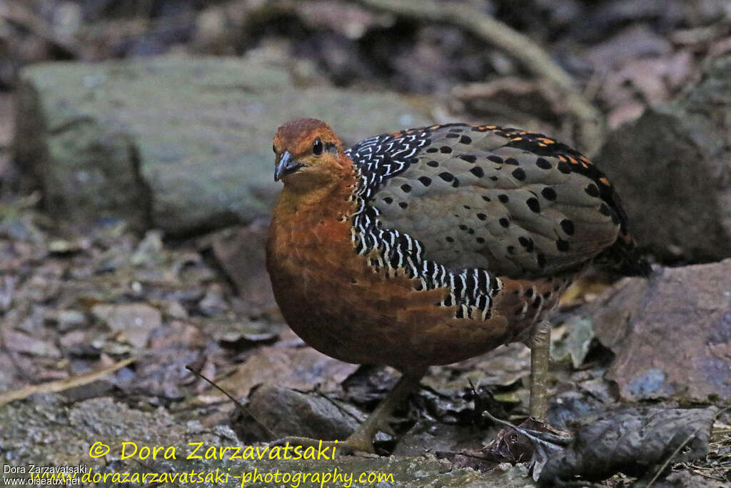 Ferruginous Partridgeadult, identification, walking