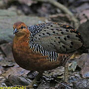 Ferruginous Partridge