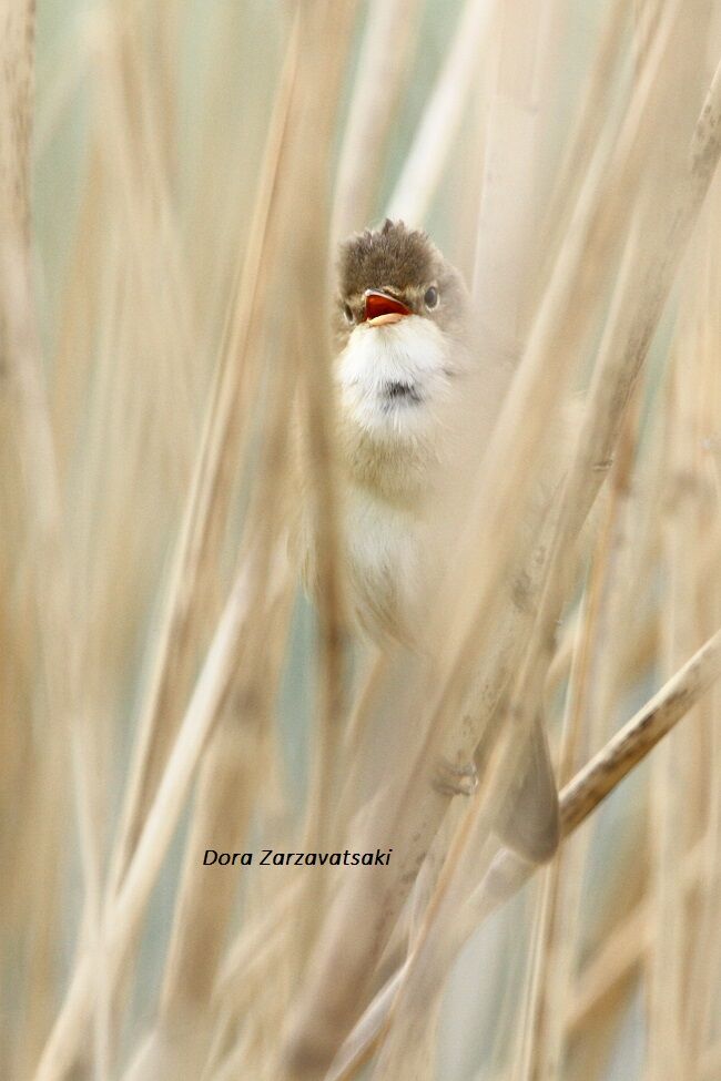 Eurasian Reed Warbler