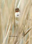 Common Reed Warbler