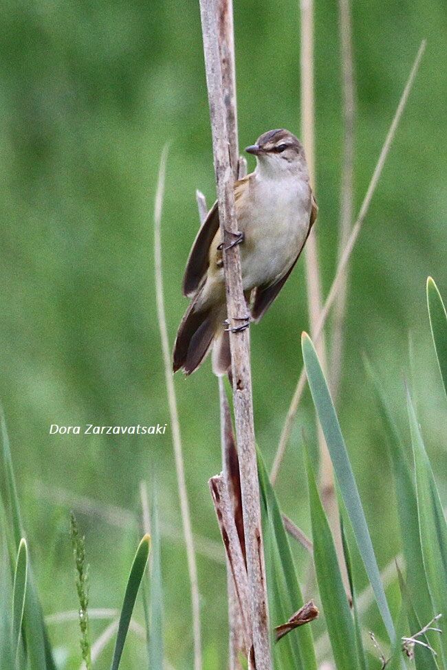 Great Reed Warbler