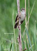 Great Reed Warbler