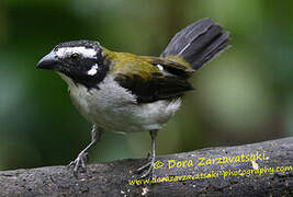 Black-winged Saltator