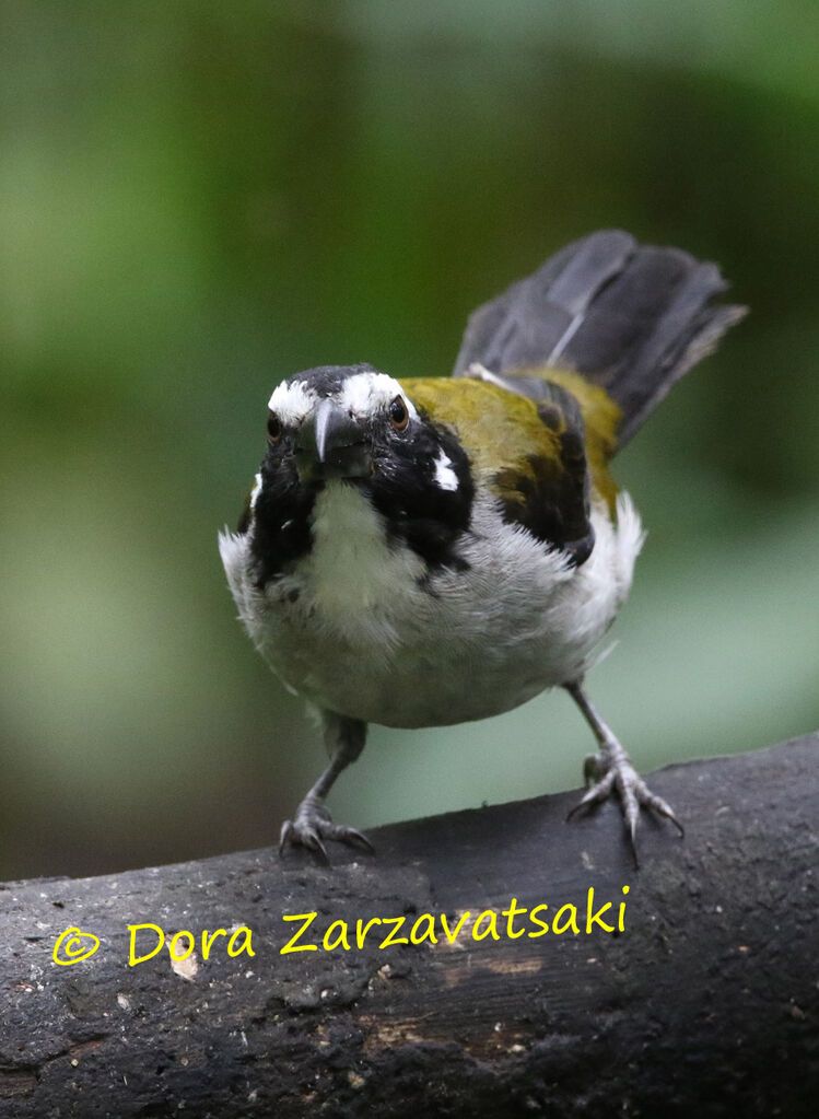 Black-winged Saltatoradult, identification