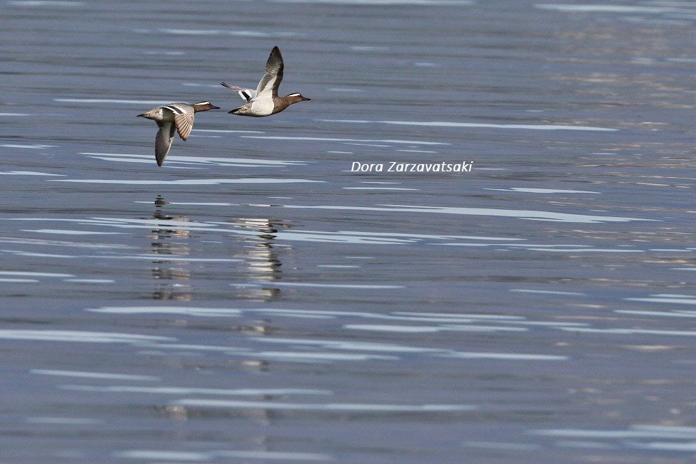 Garganey