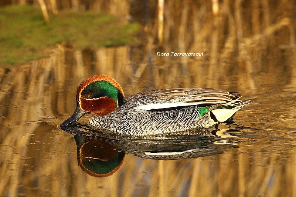 Eurasian Teal male adult