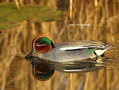 Eurasian Teal