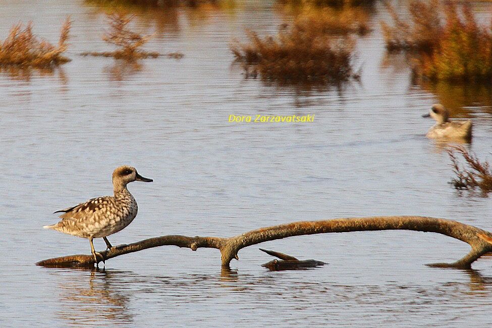 Marbled Duck