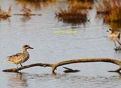 Marbled Duck