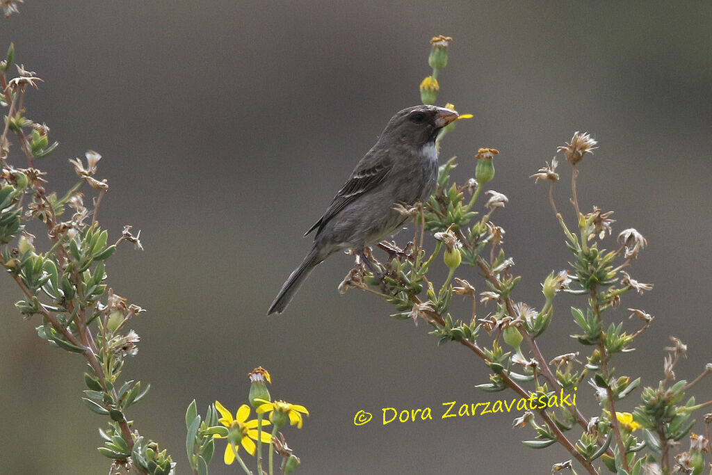 Serin bifasciéadulte