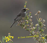 Serin bifascié