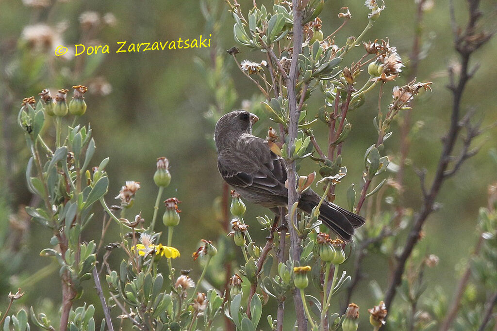 Serin bifasciéadulte