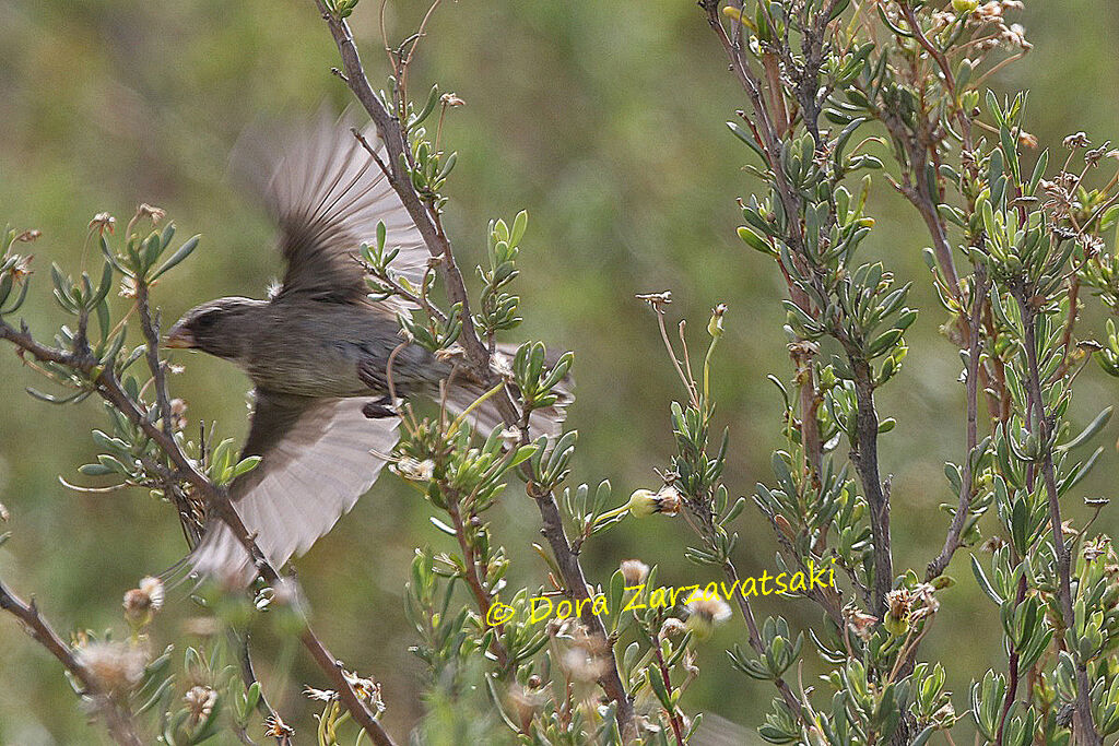 Serin bifasciéadulte, Vol