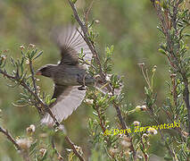 Serin bifascié