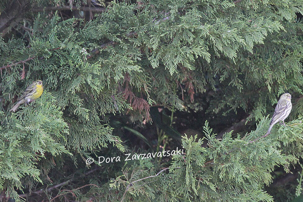 European Serin