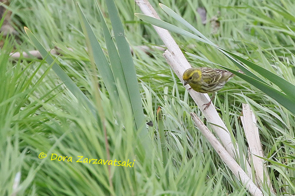 European Serin