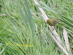 European Serin